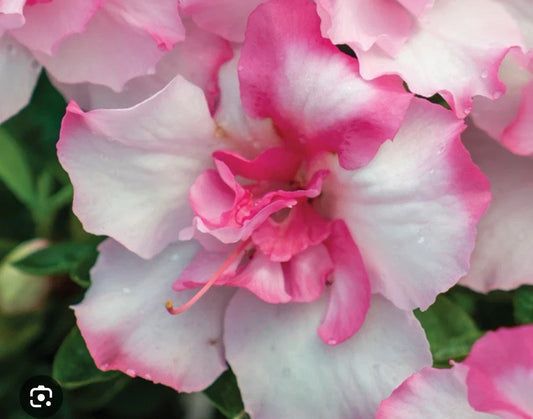 Encore Autumn Kiss Azalea Starter Plant - Deciduous, Well-Rooted, Pink Flowers - Rhododendron 'Autumn Kiss'