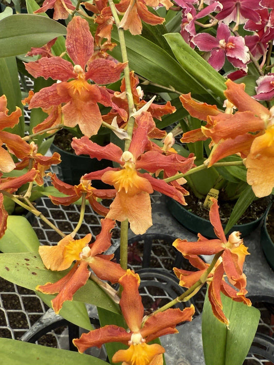 Orchid Plant Bulbs Mix - 3 Surp Bate Root + 2 Free - Exotic Blooms for Home Garden - Ideal for Indoor Display