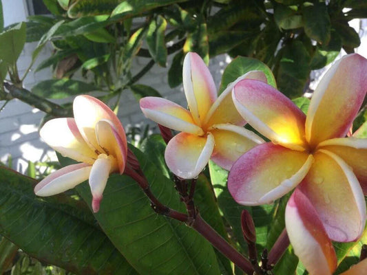 Lei Rainbow Plumeria Cutting 8-11" - Fragrant Flowering Plant (Plumeria spp.)