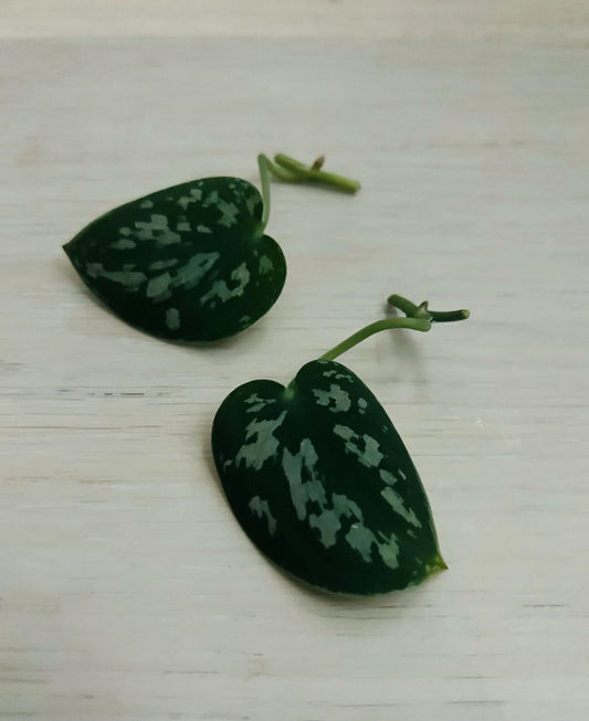 Satin Pothos Cuttings - Rooted Nodes - Live Scindapsus Plant Cuttings for Propagation