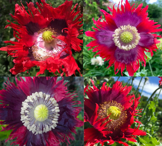 Poppy Seeds 1000 Count Drama Queen Breadseed Red Purple Frilled Edges Non-GMO Seeds (Papaver somniferum)