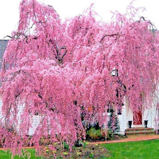 Weeping Sakura Cherry Blossom Tree Seeds - Fast Hardy Variety (Prunus serrulata 'Pendula')