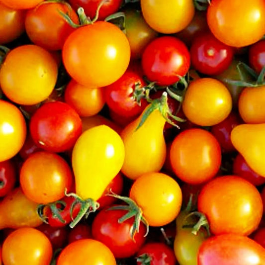 Rainbow Cherry Tomato Seeds | Heirloom NON-GMO Mix | Fresh Vegetable Seeds | Solanum lycopersicum