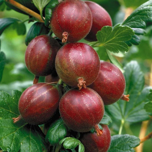 Hinnonmaki Red Gooseberry Starter Plant - Superfood Berry for Zones 3-8 - Ribes uva-crispa