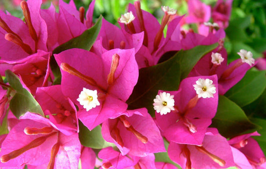 Pink Pixie Bougainvillea Starter Plant | Well Rooted Live Plug | Bougainvillea glabra