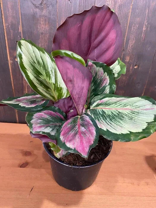 Eclipse Calathea Seeds - 25+ Seeds for Garden Planting - Calathea orbifolia - USA Grown, Free Shipping