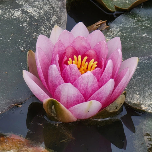 Pink Flowering Pond Lily Root Ball - Approx 2 lbs - Nymphaea spp. - USA Origin - Fresh Water Plant for Garden Ponds