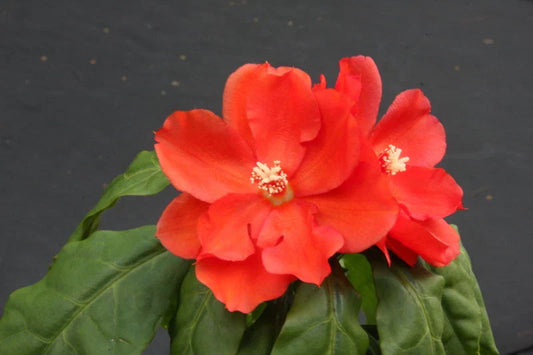 Rare Pereskia bleo Cacti Plant in 4" Pot, Abrojo Rodocactus Spine Succulent, Unique Houseplant for Cactus Collection