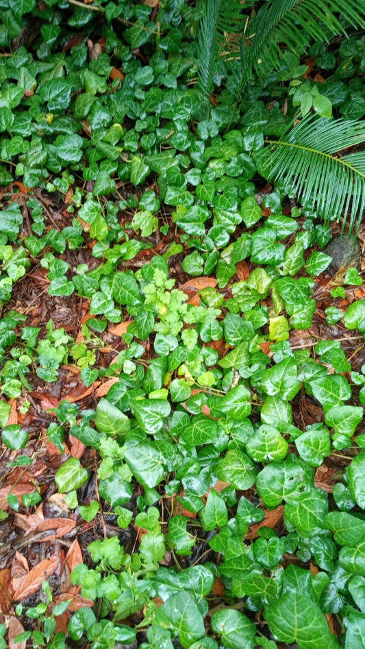 English Ivy Live Bare Root Plants 50+ Segments 1 lb Helix Hedera for Indoor/Outdoor Gardens