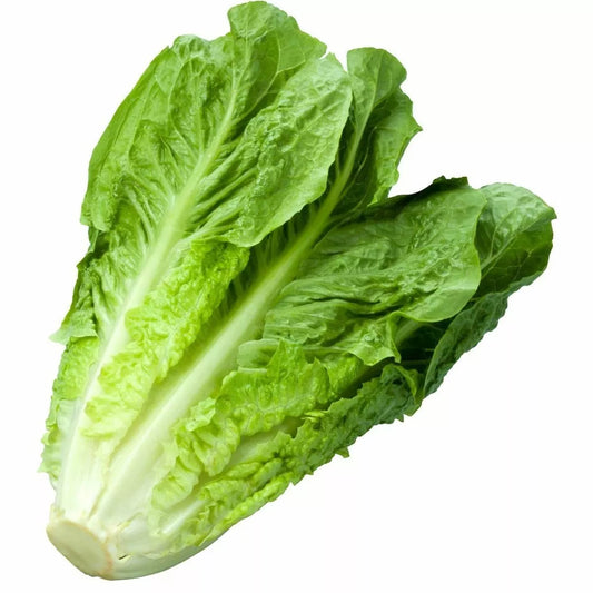 Parris Island Romaine Lettuce Seeds | 1200+ Non-GMO Seeds | Heirloom Variety | Ideal for Home Gardening