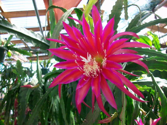 Epiphyllum Orchid Cactus Cutting - "Shimmer" Variety - Tropical Houseplant - Perfect for Indoor Gardens
