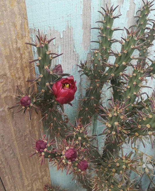 Cylindropuntia versicolor Cutting 1x Elongated Sections Deep Red Flowers