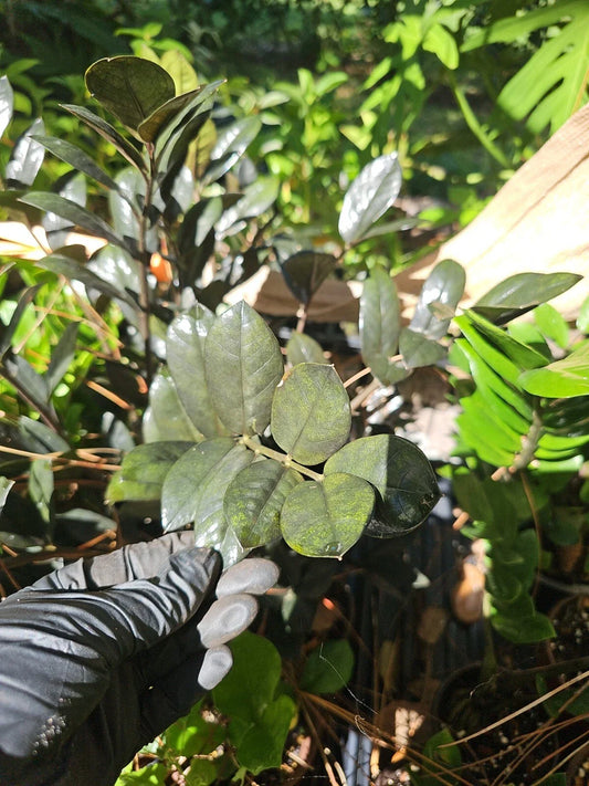 Black Raven ZZ Plant Cutting - 2 Node Fresh Cutting - Zamiifolia Zamioculcas - Indoor Houseplant