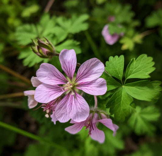 Wild Geranium Roots – 10 Fresh Perennial Plants – Geranium maculatum – No Shipping to AK, HI, PR