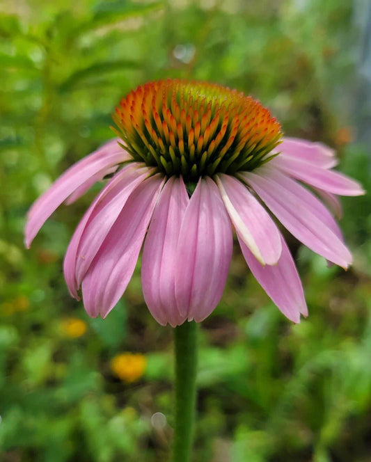 Purple Coneflower Seeds | 25 Count | Echinacea Purpurea | Medicinal | Florida Native