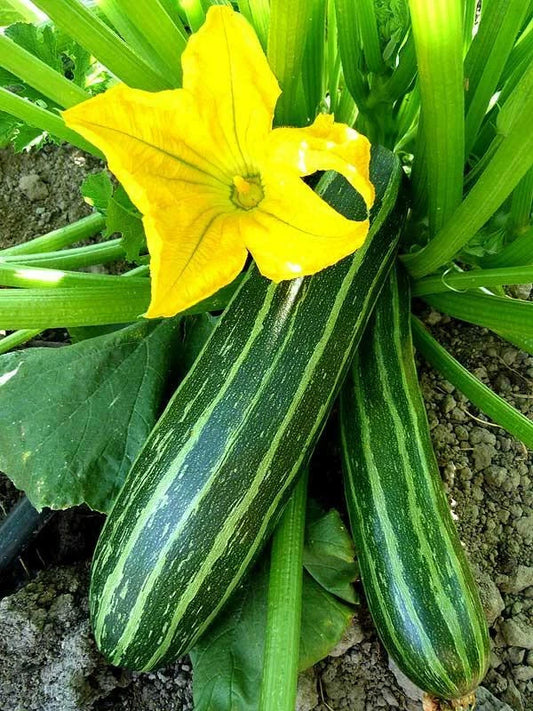 Cocozelle Zucchini Seeds, 1 LB, Non-GMO, Italian Summer Squash, Cocozella di Napoli
