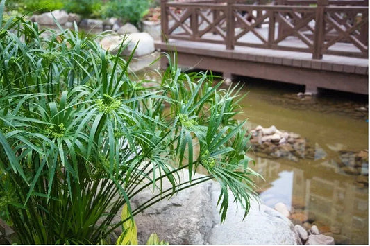 Umbrella Palm Seeds - 100+ Count - Cyperus Alternifolius - Free Shipping - US Seller