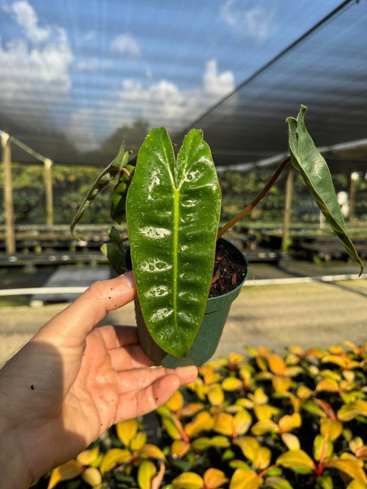 Philodendron Billitiae | Live Tropical Houseplant | Rooted in 4" Pot | Indoor Plant