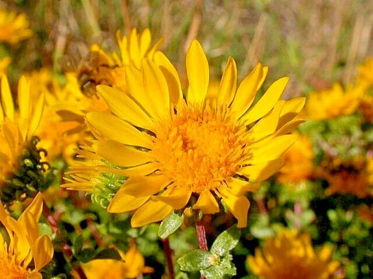 Puget Sound Gumweed Seeds, 200 Count, Grindelia, Medicinal Herb, Wildflower, Native Plant