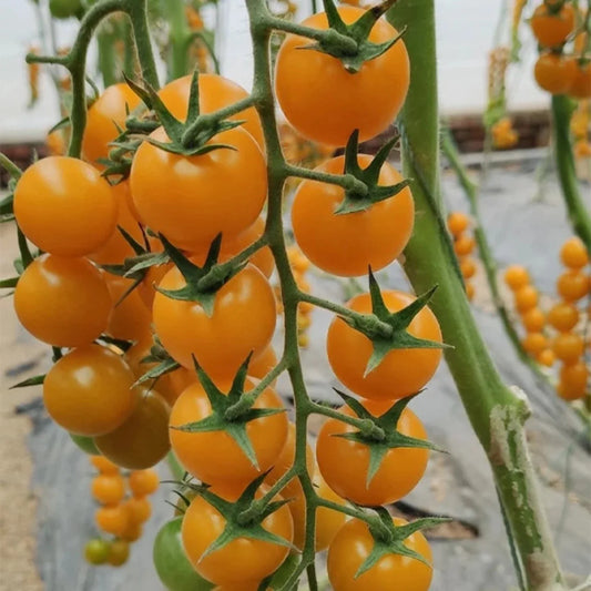 Yellow Cherry Tomato Seeds - 100pcs Heirloom, Non-GMO, Super Sweet, Patio Choice - Solanum lycopersicum