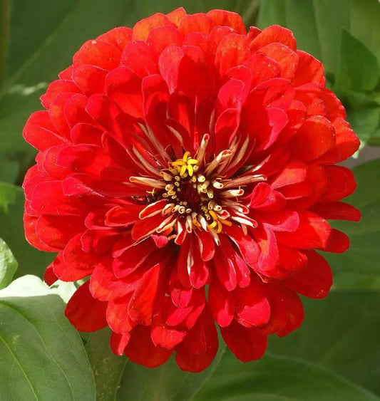 Zinnia Seeds - 150+ Cherry Queen Red Flowers - Zinnia elegans - USA Seller, Free Shipping