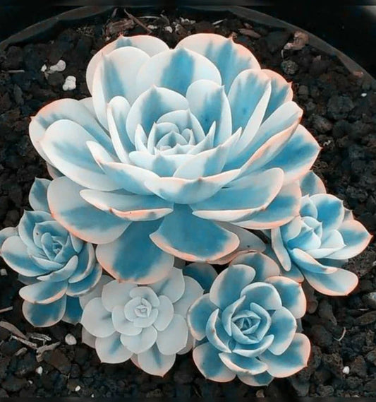 Lithops Seeds - Blue White Succulents, 100pcs/pack, Witchford Variety, Cactus Seeds, Easy to Grow
