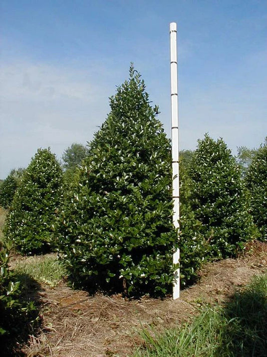 Oak Leaf™ Holly Plant - Evergreen Shrub - Ilex x 'Oak Leaf' - Hardy Landscape Foliage - Low Maintenance Garden Choice