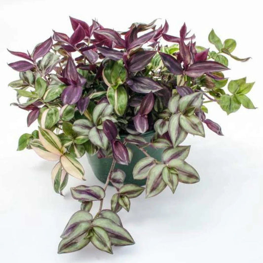 Tradescantia Combo Rhapsody Starter Plants - Rooted House Plants - Colorful Varieties for Home Decor (Tradescantia spp.)