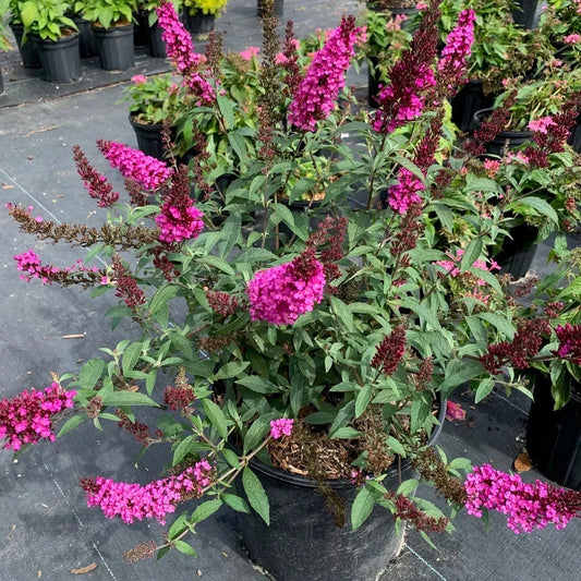 Raspberry Buddleia Starter Plant 2–4” | Butterfly Bush | Buddleja davidii