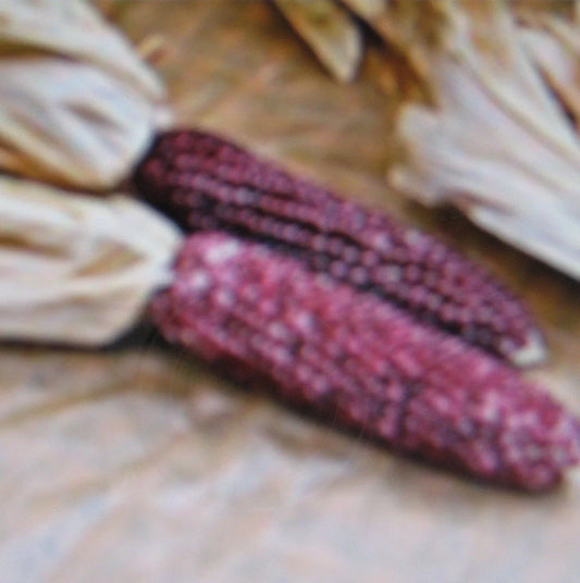 Purple Popcorn Seeds - 50 Count - Heirloom Variety - Zea mays everta