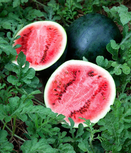 Sugar Baby Watermelon Seeds - 25 Non-GMO Seeds | Sweet Watermelon Variety | Citrullus lanatus