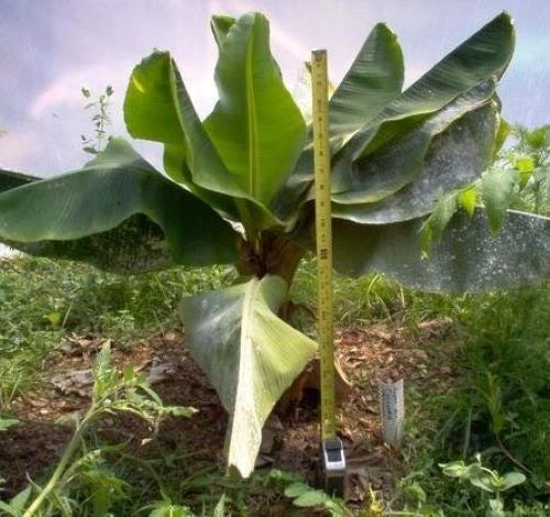 Dwarf Cavendish Banana Tree - Small Rooted Starter Plant - Musa - Live Plant Ships in Pot