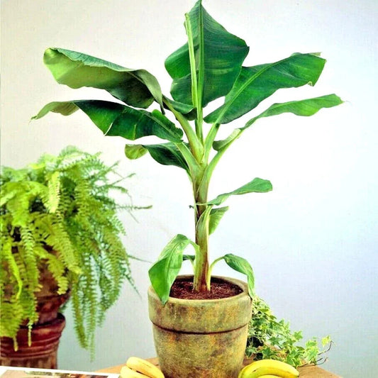 DWARF Cavendish Banana Tree 20 Seeds -  Musa acuminata - Hardy Tropical Fruit Plant