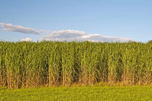 Switchgrass Seeds for Planting - Fast Growing Hardy Prairie Grass, Biofuel (Panicum virgatum)