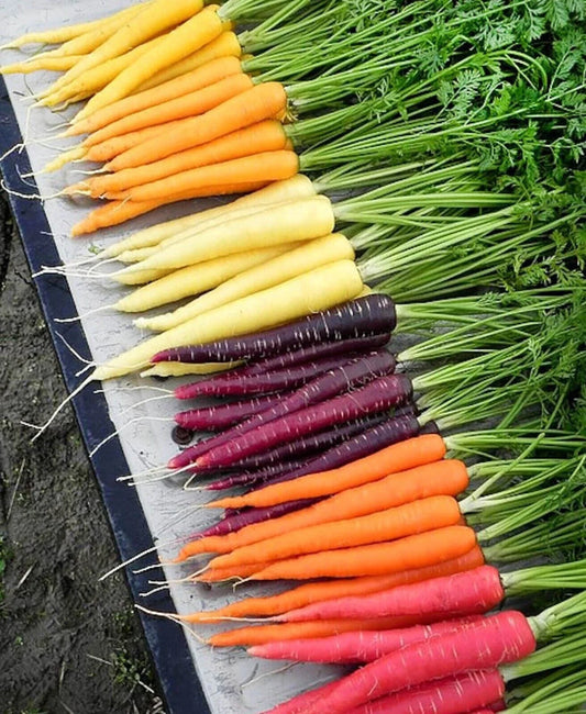 Rainbow Carrot Blend Mix Seeds - 100+ Non-GMO Heirloom Organic Seeds - Fresh Vegetable Seeds for Home Gardening