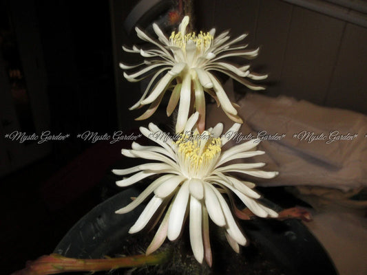 Peniocereus greggii RARE Succulent Plant Pups - Lot #1 - Desert Cactus Variety