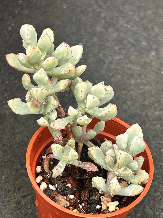 2” Pink Ice Plant | Oscularia Deltoides | Fully Rooted Succulent Plant