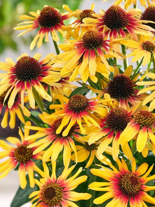 Sunseeker Coneflower Seeds - 200+ Pack - Echinacea purpurea - Garden Planting Seeds - USA