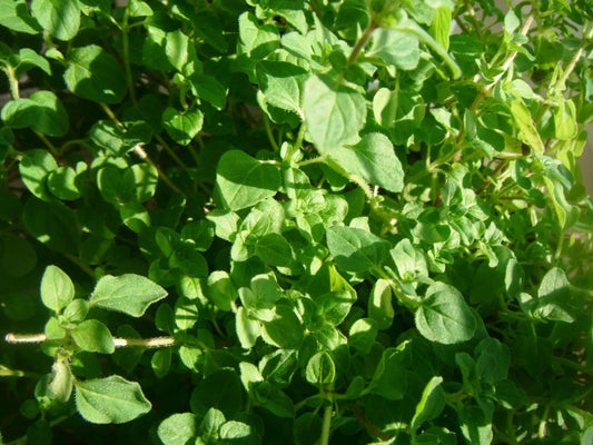 Common Thyme Herb Seeds - 1000 Pack - Thymus vulgaris - Aromatic Culinary Herb Seeds for Gardening