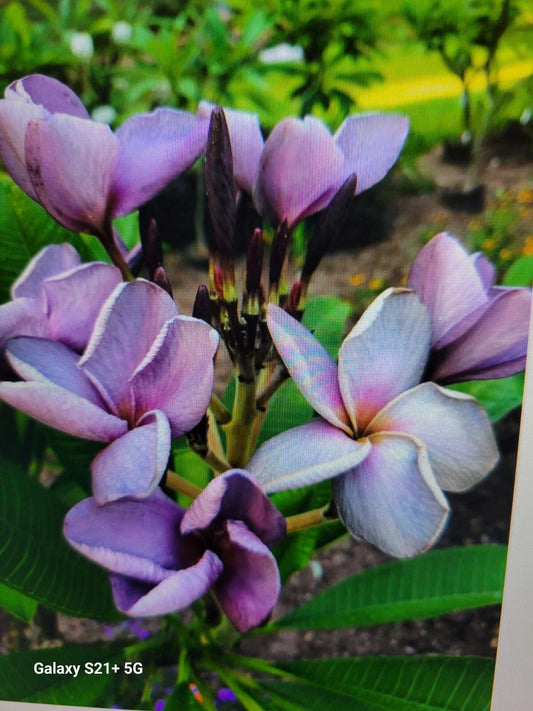 Purple Plumeria Plant - Live Rooted in 3-Inch Pot - From Seeds - Frangipani