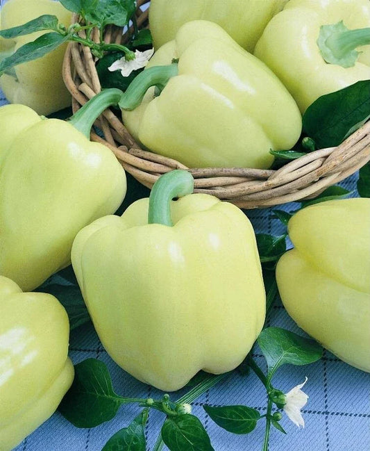 White Cloud Sweet Bell Pepper Seeds - 25/100/1000 Count - Rare White Color - Capsicum annuum