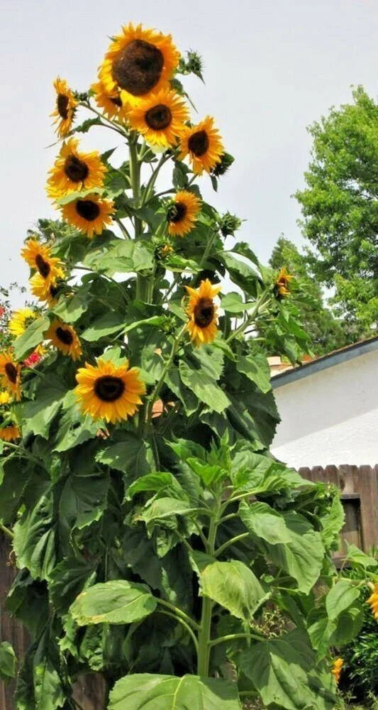 Skyscraper Sunflower Seeds - 25+ Heirloom, Non-GMO, Fresh - Helianthus annuus