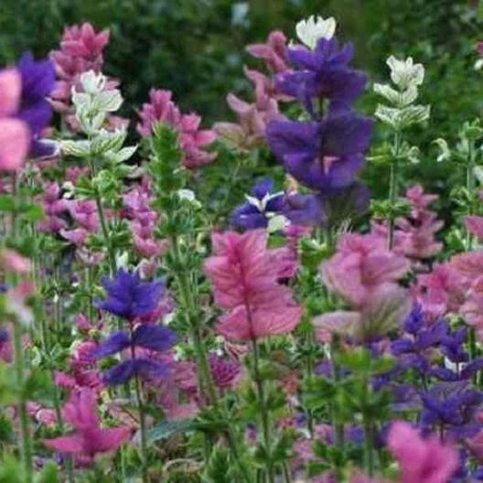 Clary Sage Seeds - Tricolor Mix, Salvia, Native Wildflower, Non-GMO, 200 Seeds
