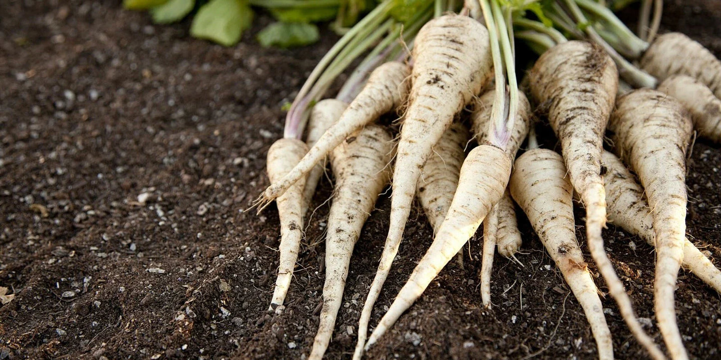 All American Parsnip Seeds, NON-GMO, Heirloom Variety, Seed Packets - Pastinaca sativa