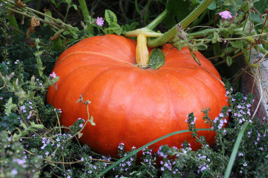 Cinderella Pumpkin Seeds - Pumpkin Pie Variety - Rouge Vif d'Etampes - Ideal for Halloween - FREE SHIP