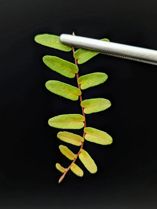 Marcgravia sp. Mendez Arrowhead Cutting | 10-Leaf Terrarium Plant | Unique Indoor Greenery