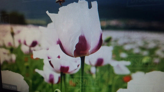 Poppy Flower Seeds 1 lb White/Purple Papaver somniferum