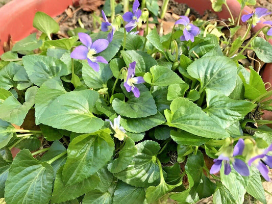 Purple Wild Violets Flower Bulbs - 100 Perennial Bare Root Plants - Viola sororia - Easy Grow Garden Essentials