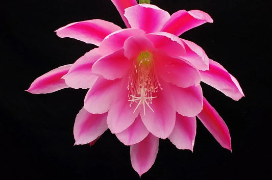 Epiphyllum 'Grand Baroque' Rooted Cutting - Rare Orchid Cactus Plant, Unique Houseplant, Succulent Variety