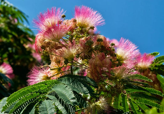 Persian Silk Tree Seeds - 30 Seeds of Albizia julibrissin - Exotic Flowering Plant for Gardens and Landscaping